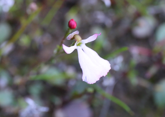 Western Australian Plants Stylidiaceae
